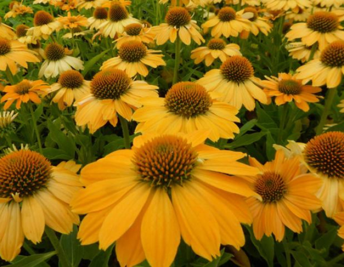 Scheinsonnenhut ’Kismet Yellow´’