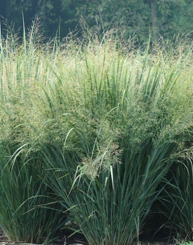 Ruten-Hirse "Heavy Metal"