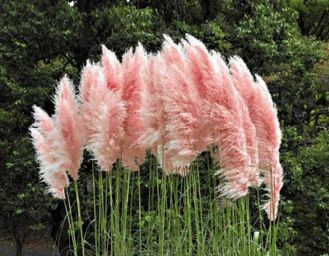 Pampasgras Rose Plume