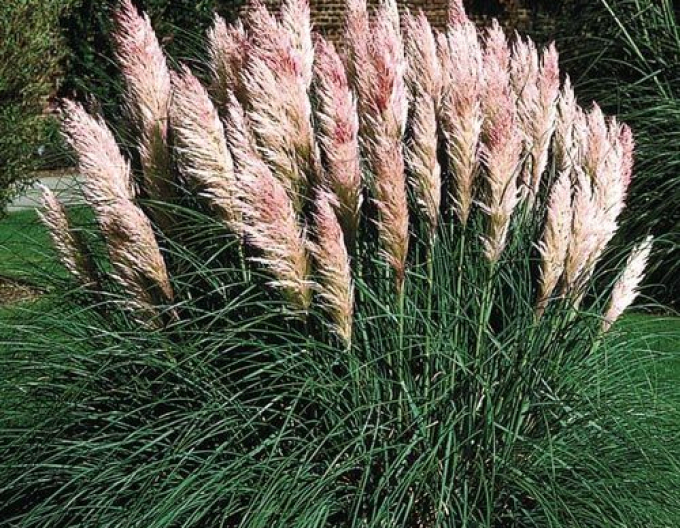 Pampasgras Rose Plume