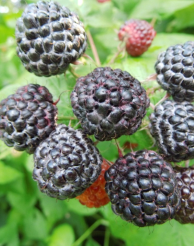 Schwarze Himbeere Black Jewel