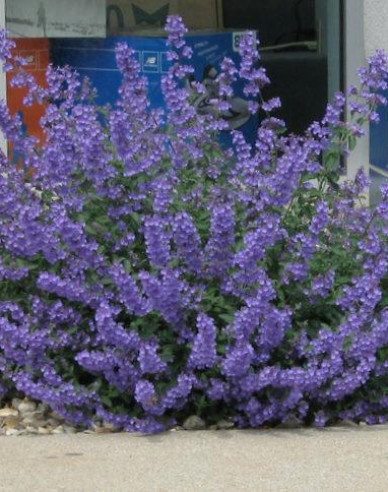 Katzenminze ´Walker´s  Low