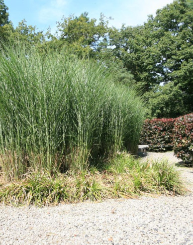 Chinaschilf Gracillimus 2l