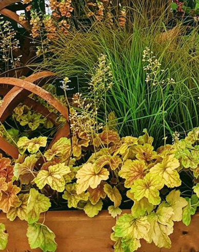 Purpurglöckchen Delta Down