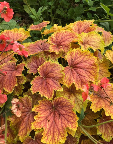 Purpurglöckchen Delta Down