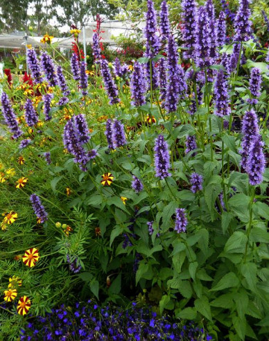 Agastache Black Adder