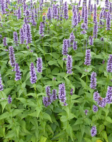 Agastache Black Adder
