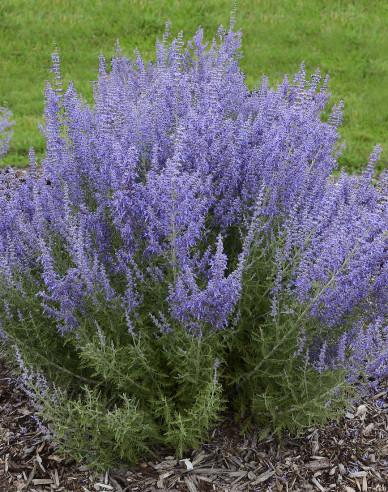Blauraute Russian Sage