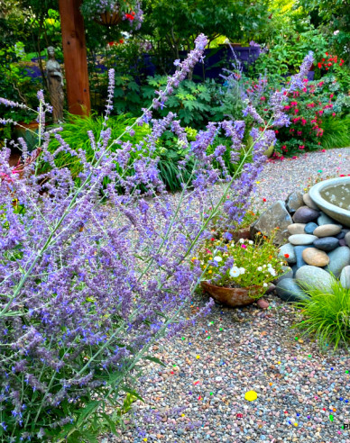 Blauraute Russian Sage