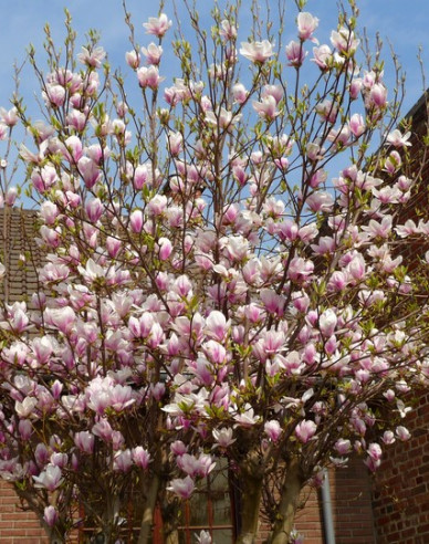 Magnolie Festirose