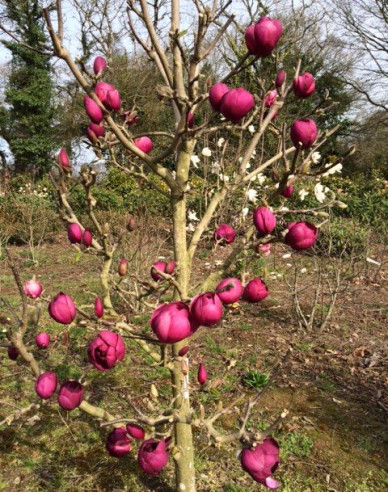 Magnolie Schwarze Tulpe
