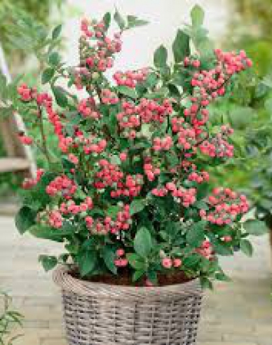 Kanadische Heidelbeere Pink Lemonade