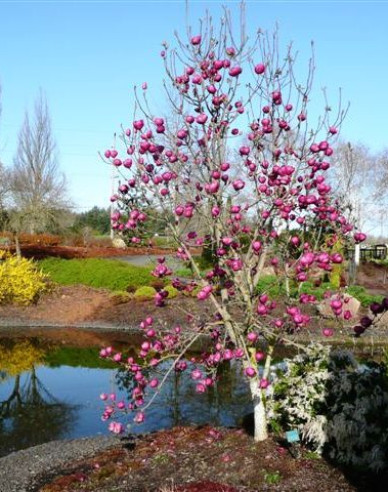 Magnolie Schwarze Tulpe