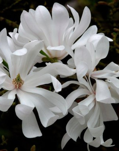 Magnolie St. Waterlily