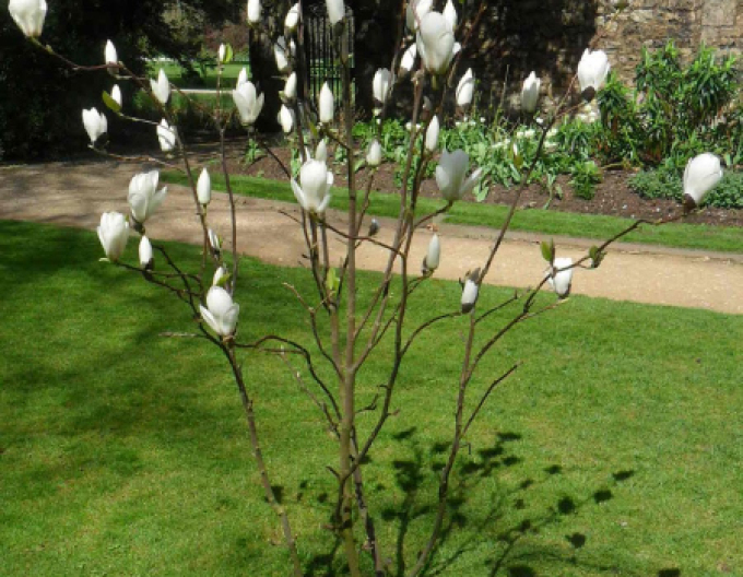 Magnolie Manchu Fan