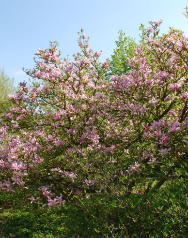 Magnolie Satisfaction