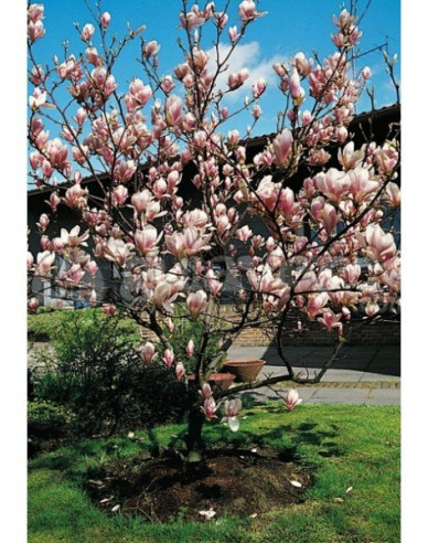 Magnolie Satisfaction