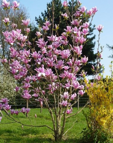 Magnolie Andre Leroy