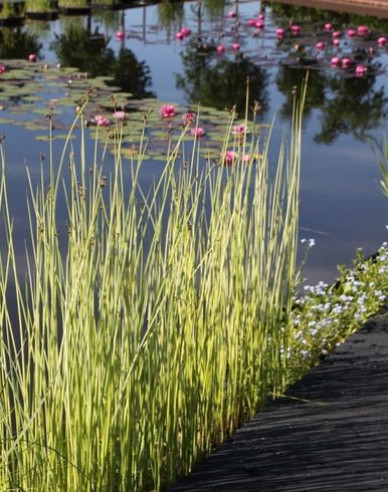 Teich Simse Albescens