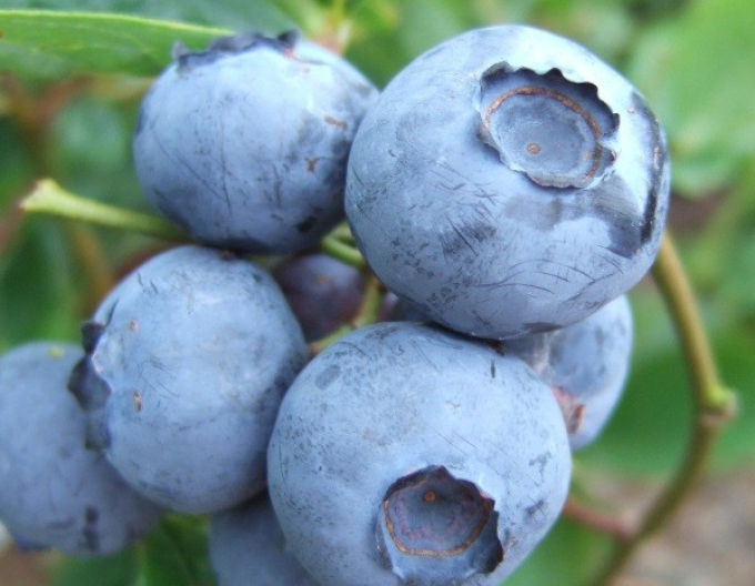 Kanadische Heidelbeere Bluegold