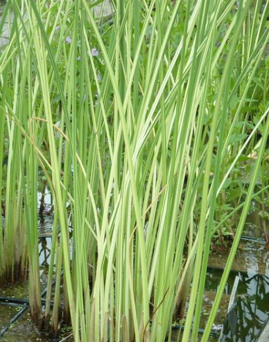 Teich Simse Albescens