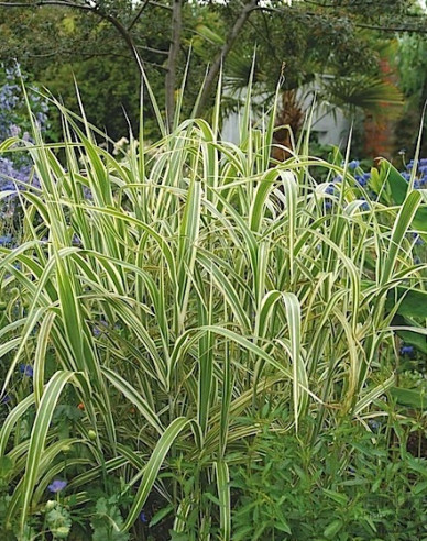 Gartensüßgras  Variegata