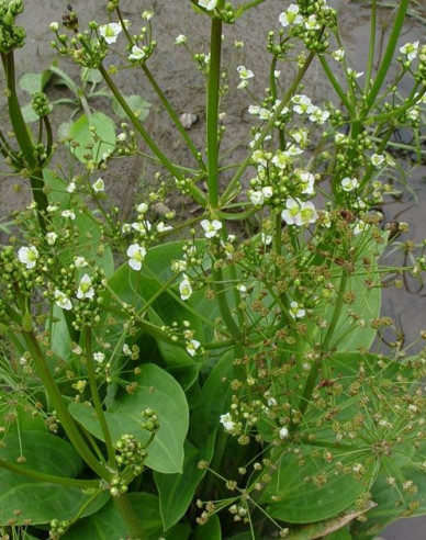 Gewöhnlicher Froschlöffel