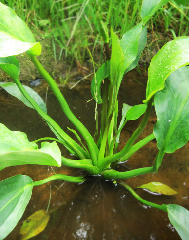 Gewöhnlicher Froschlöffel