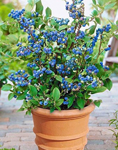 Heidelbeere Hortblue Petite