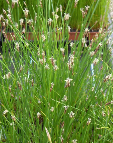 Gewöhnliche Sumpfbinse