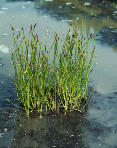 Gewöhnliche Sumpfbinse
