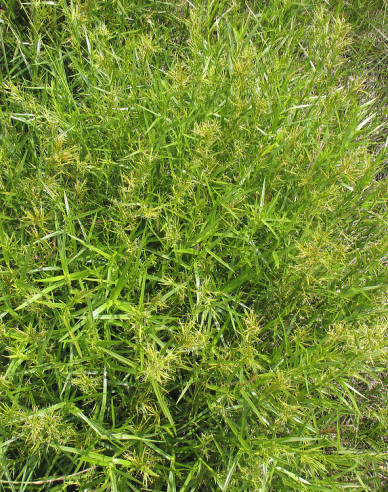 Wasserbambus - Dulichium arundinaceum