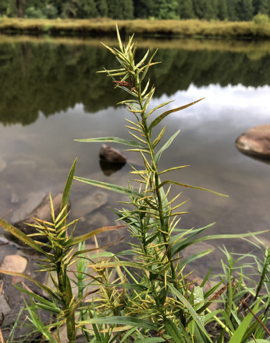 Wasserbambus - Dulichium arundinaceum