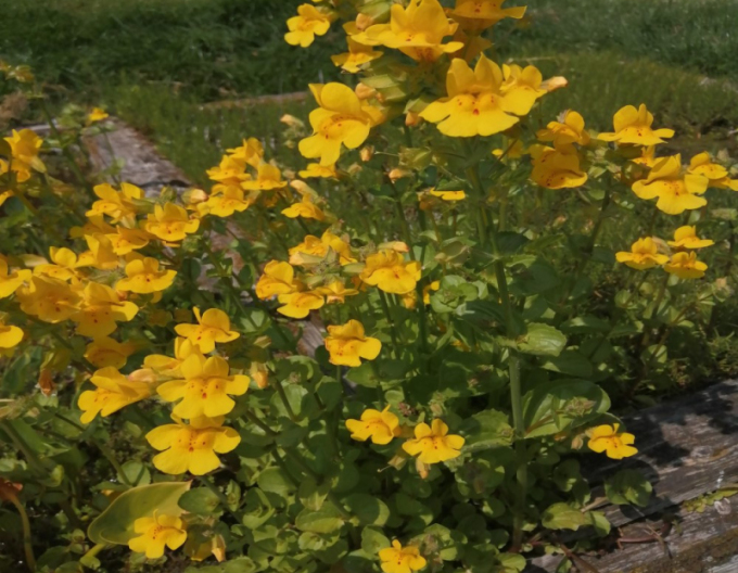 Gauklerblume