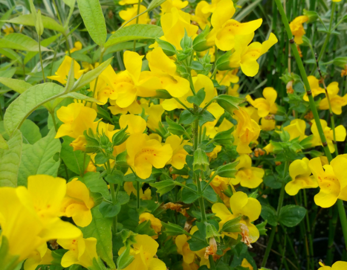 Gauklerblume