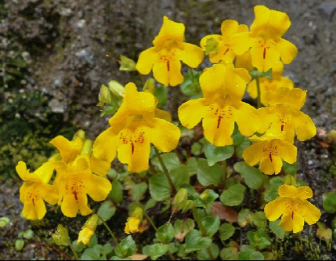 Gauklerblume