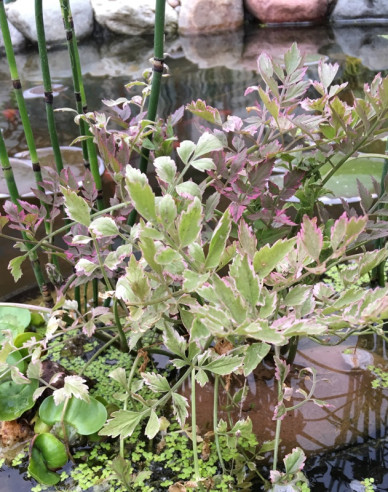 Wasserfenchel Flamingo