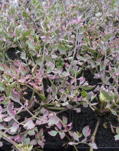 Wasserfenchel Flamingo