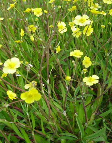 Brennender Hahnenfuß