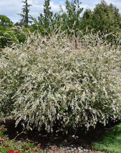 Japanische Harlekinweide Hakuro Nishiki - Strauch