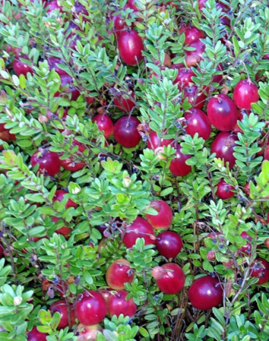 Preiselbeere Big Pearl