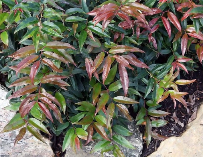Traubenmyrthe  ROYAL RUBY