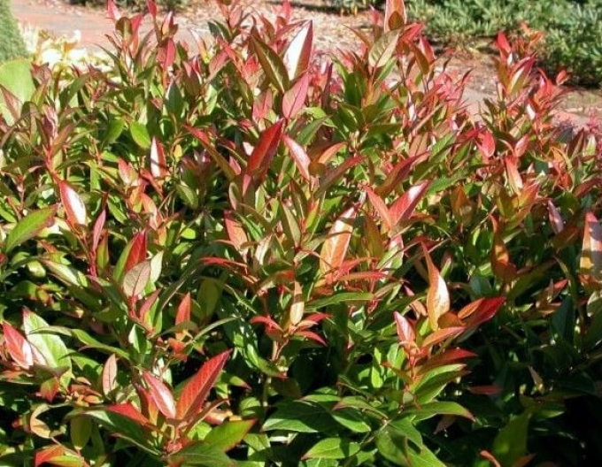 Traubenmyrthe  ROYAL RUBY