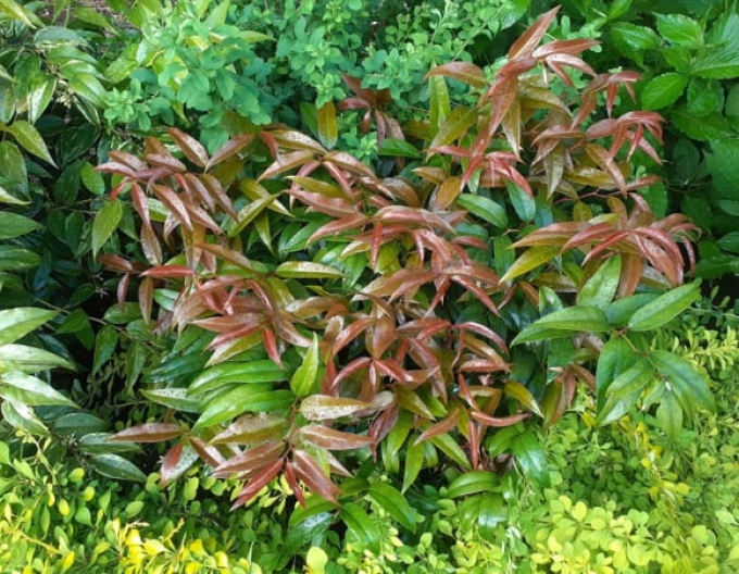 Traubenmyrthe  ROYAL RUBY