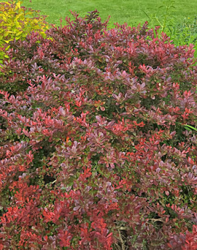 Berberitze "Bagatelle"