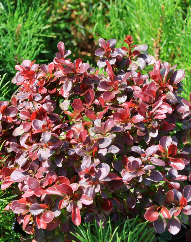 Berberitze "Bagatelle"