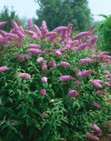 Budleja davidii Pink Delight 2l
