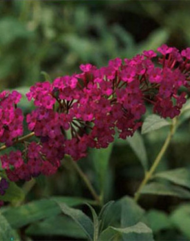 Sommerflieder Red Royal