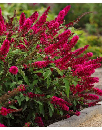 Sommerflieder Red Royal