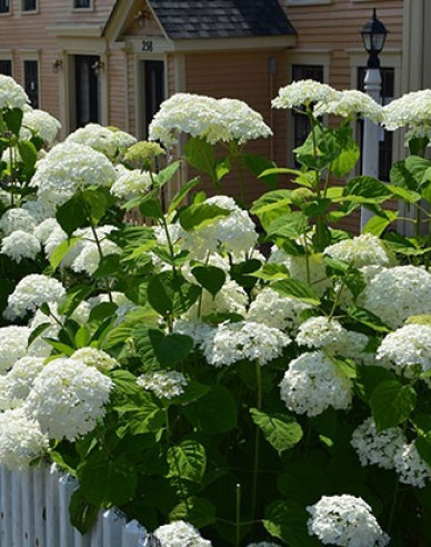 Hortensie Annabelle 2l